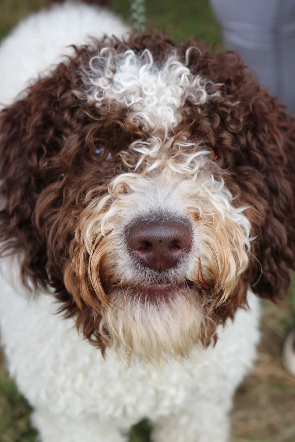 Close up of dogs face