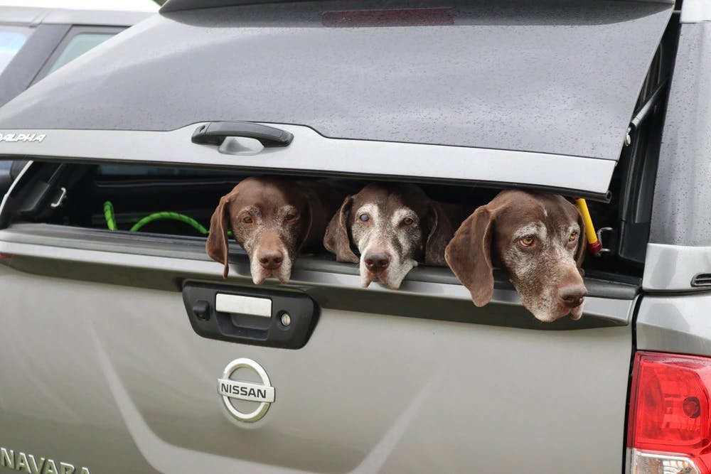 3 dogs with heads sticking out of boot of car